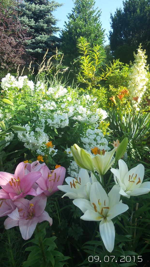 Kolorowe królestwo.
