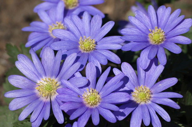 Kwiaty zawilca (zdj.: Fotolia.com)