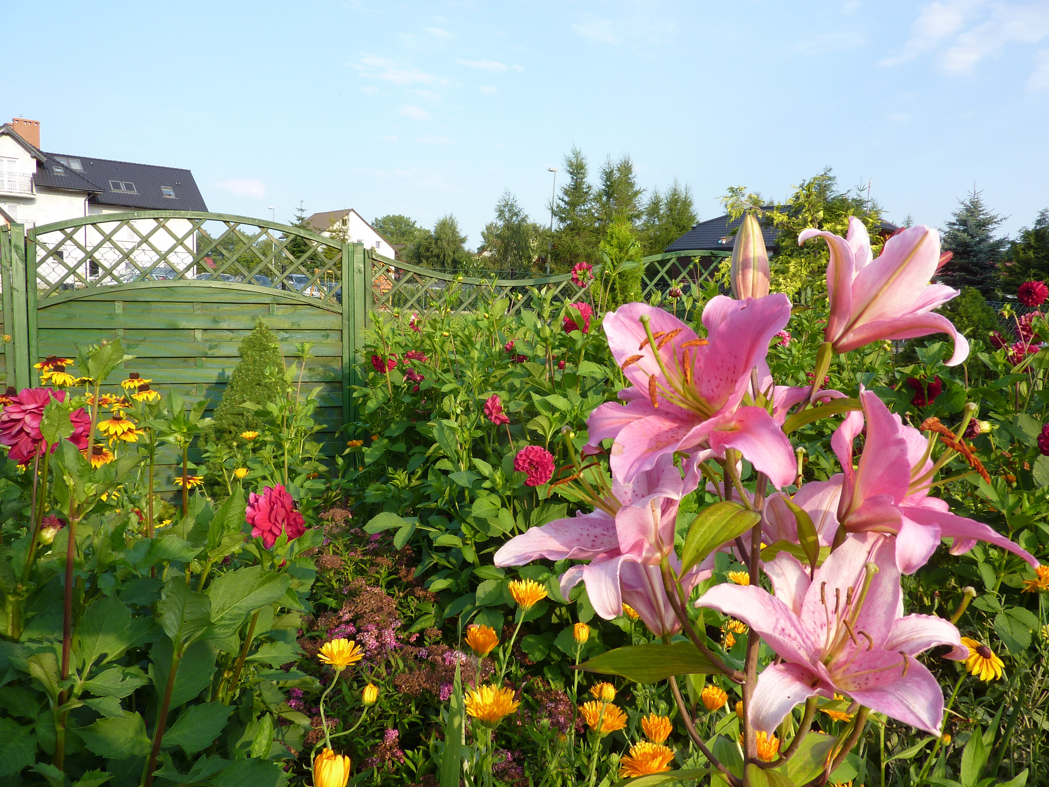 Lilia królową ogrodu.