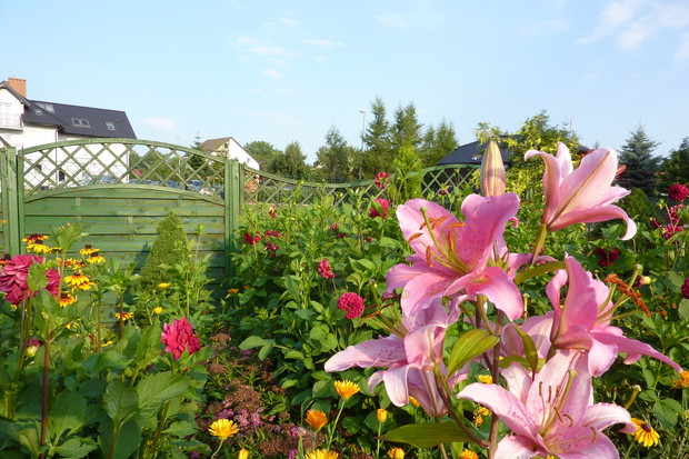 Lilia królową ogrodu.