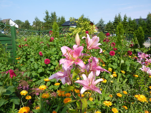 Lilie, dalie, nagietki.