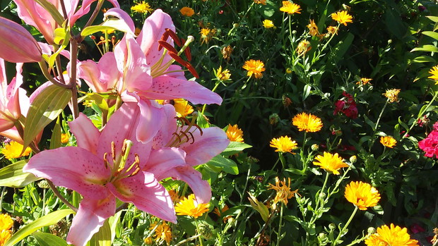 Liliowiec na pierwszym planie. 