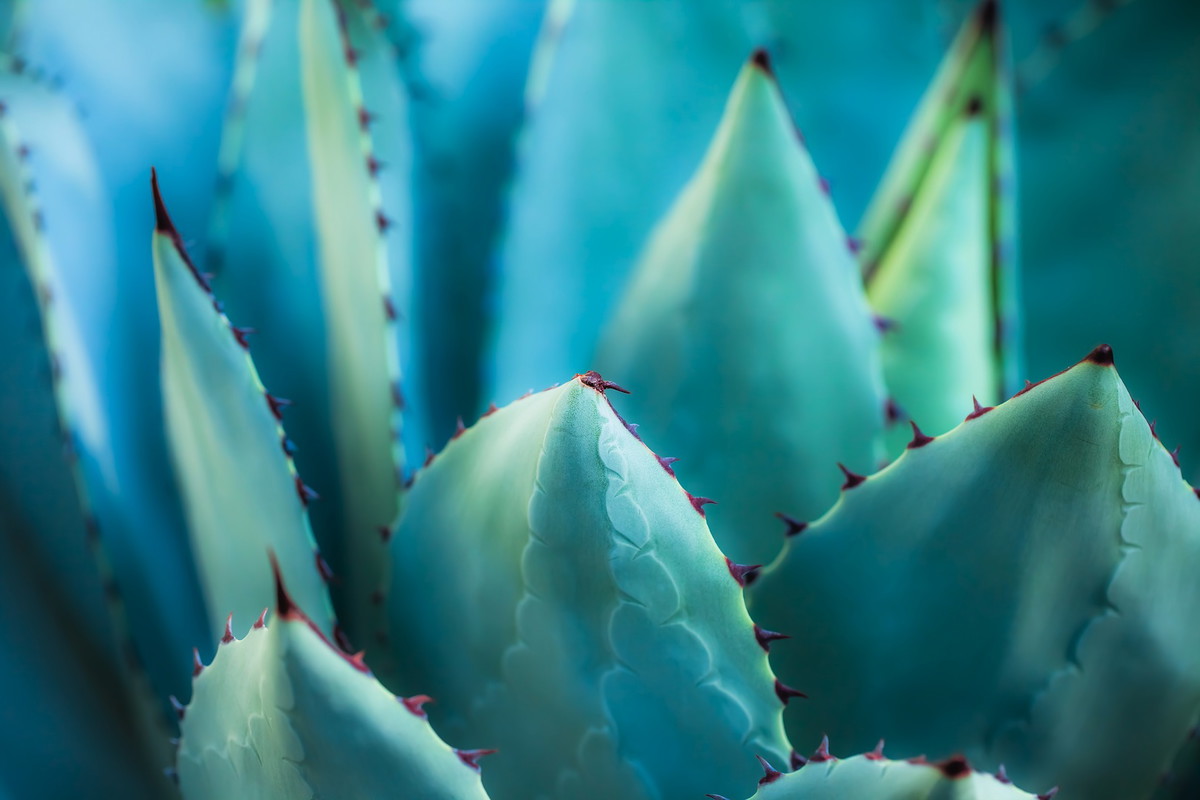 Liście agawy z bliska (zdj.: Fotolia.com)