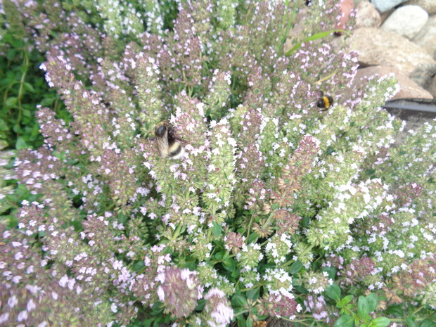 Macierzankę uwielbiają owady.