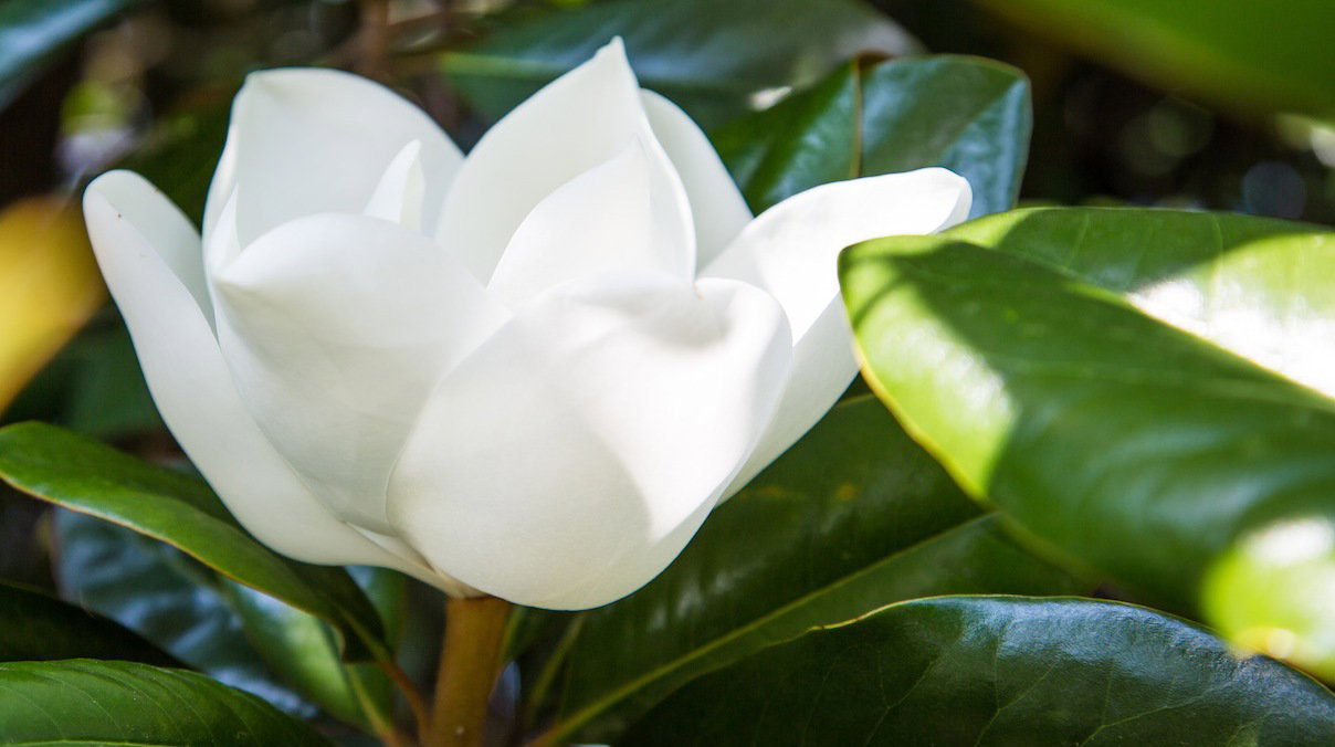 Magnolia Magnolia grandiflora (zdj.: Fotolia.com)