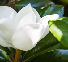 Magnolia Magnolia grandiflora (zdj.: Fotolia.com)