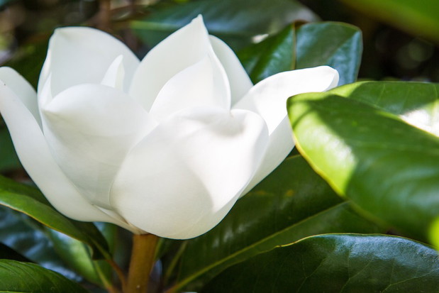 Magnolia Magnolia grandiflora (zdj.: Fotolia.com)