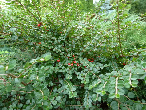 małe oczko w głowie mojej dziewczyny