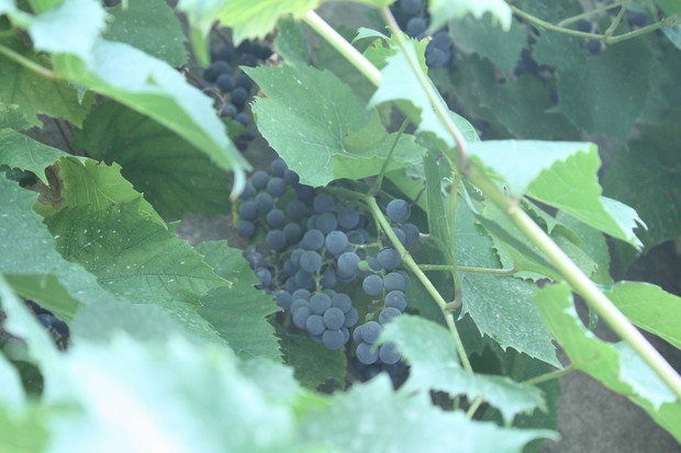 Mam swojskie winogrona