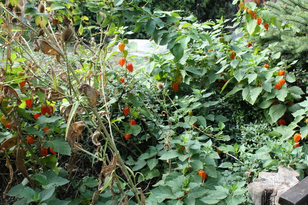 Miechunka niestety zwiastuje już jesień