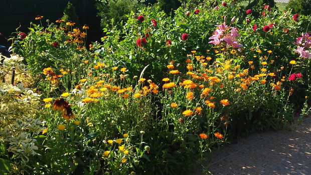 Mieszaniec ogrodowy.