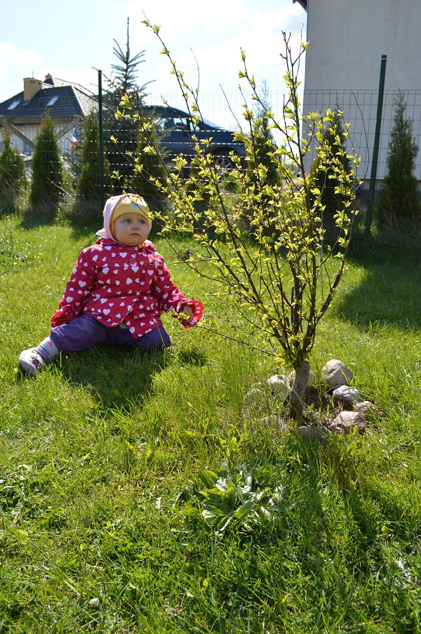 Migdałkowa panienka