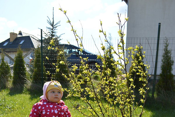 Migdałkowa panienka