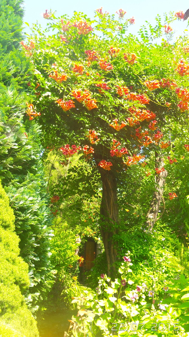 Milin zawladnal stara grusze.