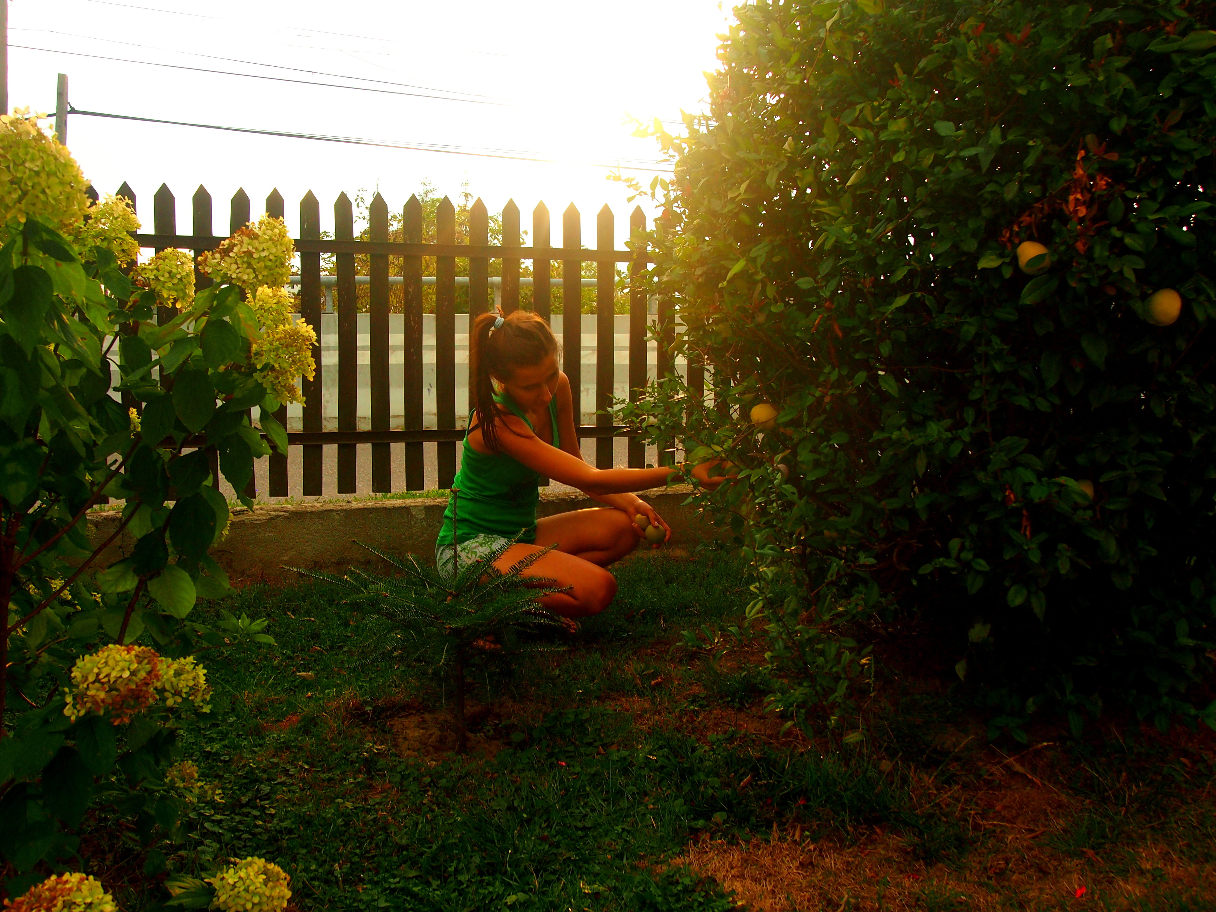 Mój ogród w świetle zachodzącego słońca.