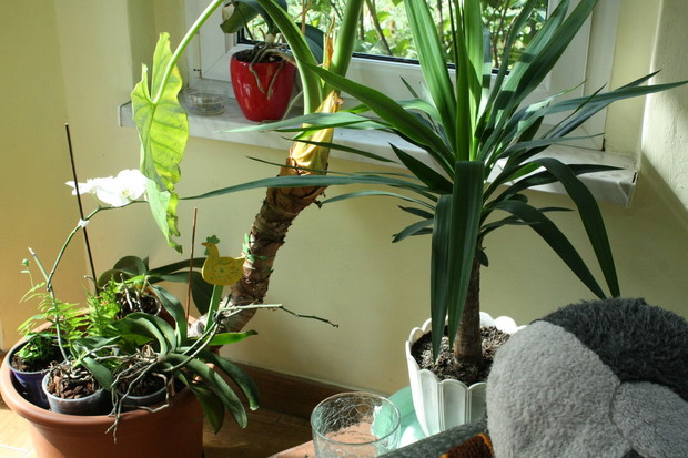 Moją jukkę kupiłam w maju, a już się tak pięknie rozrosła :)