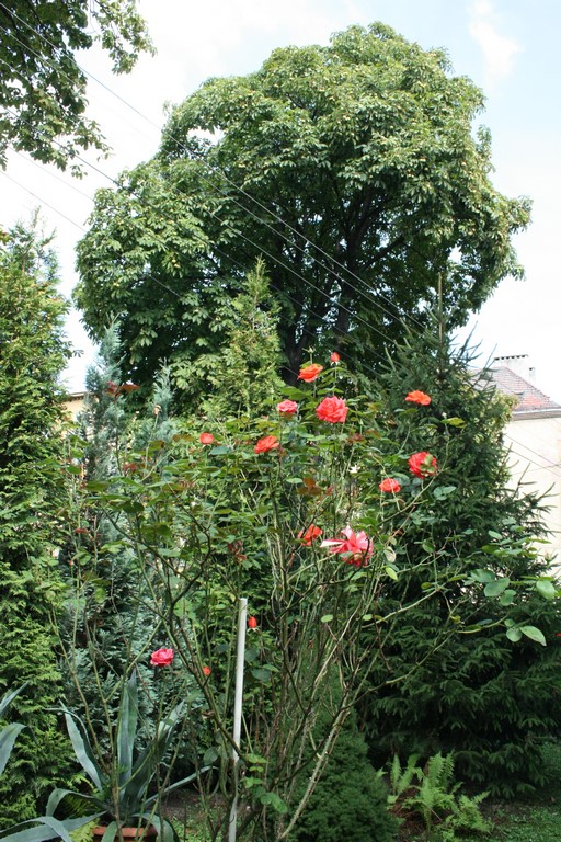 Moja ulubiona róża