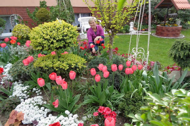 Moje tulipany - barwne zwiastuny wiosną uprawiam z pasją i fotografuję. W tajemniczym ogrodzie myśli dzieją się rzeczy niemożliwe. W moim, jak co roku o tej porze - kwitną tulipany :)
