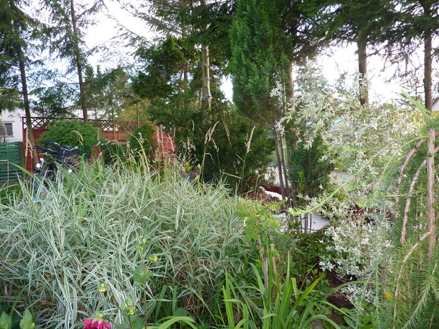 Mozga trzcinowata Feesey. Z prawej wierzba całolistna.