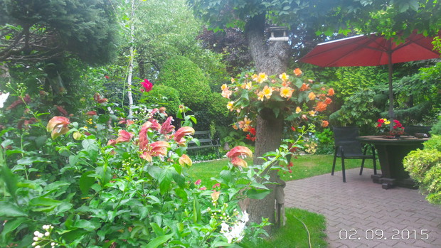 na starym pniu teraz zawisły begonie - zastapily zwisające truskawki