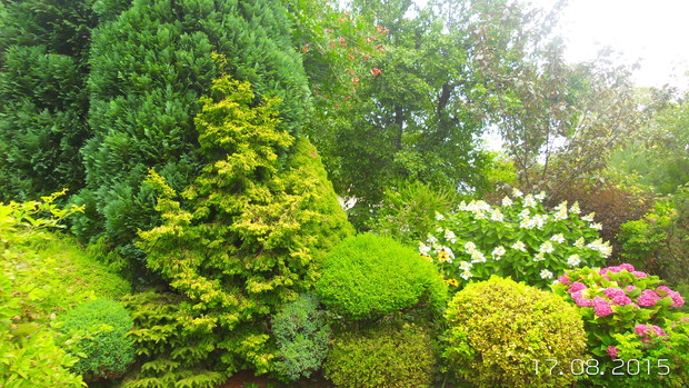 na tej rabacie kroluja hortensje 