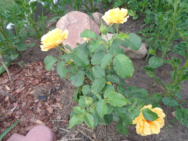 Nadal kwitły róże.