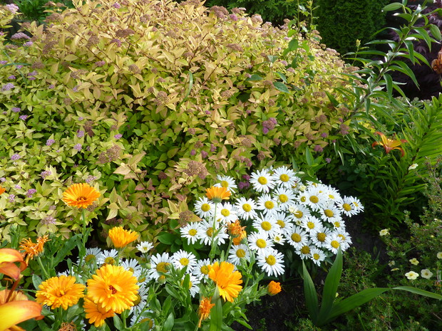 Nagietki, margerytki i tawuła japońska. 