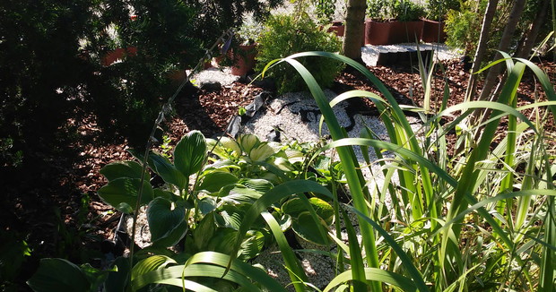 Niedaleko oczka wodnego rosną funkie.