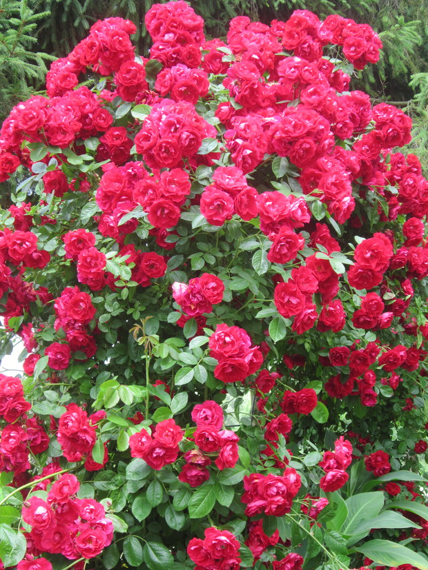 Obficie kwitnąca róża