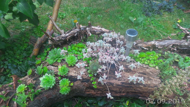 obrosniety stary pien