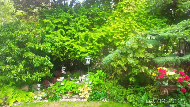 oczko wodne jeszcze w nim zmieniłam wode