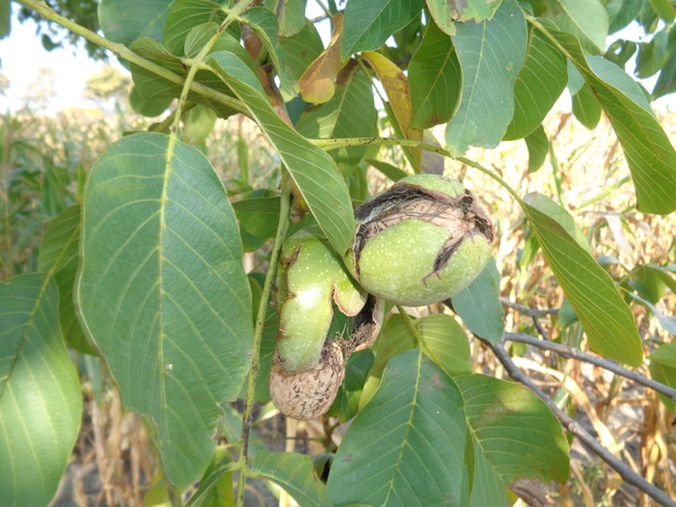 Orzechy leniwie opadają na ziemię .
