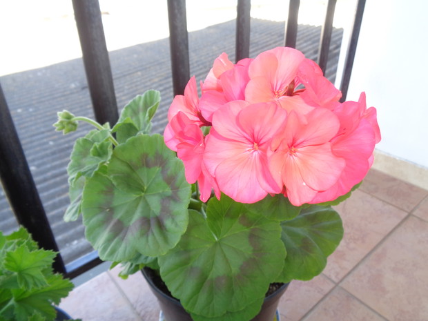 Pelargonia amarantowa.