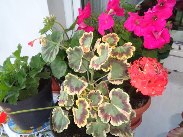 Pelargonia o wspaniałych listkach.