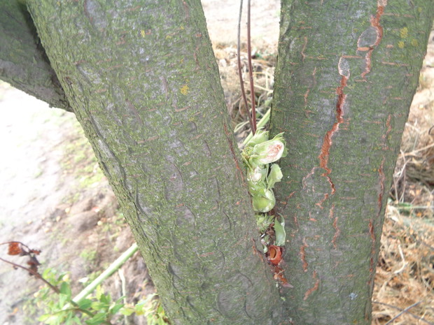 Pełna jadłodajnia.