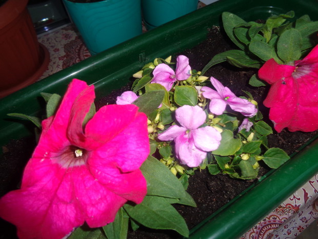 Petunie i nacierpki.