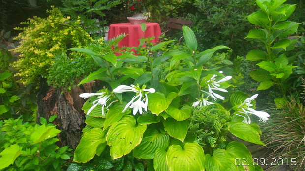 pięknie pachnaca - dopiero teraz kwitnaca hosta