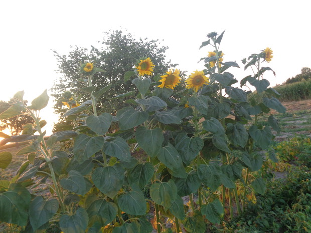 Płot ze słoneczników.