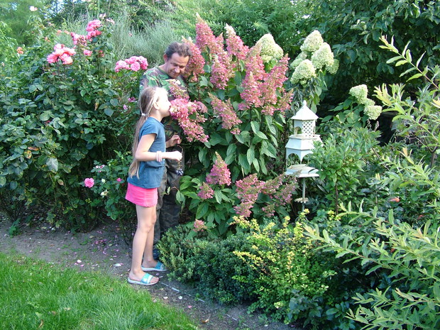 Podziwianie przebarwiających się hortensji bukietowych