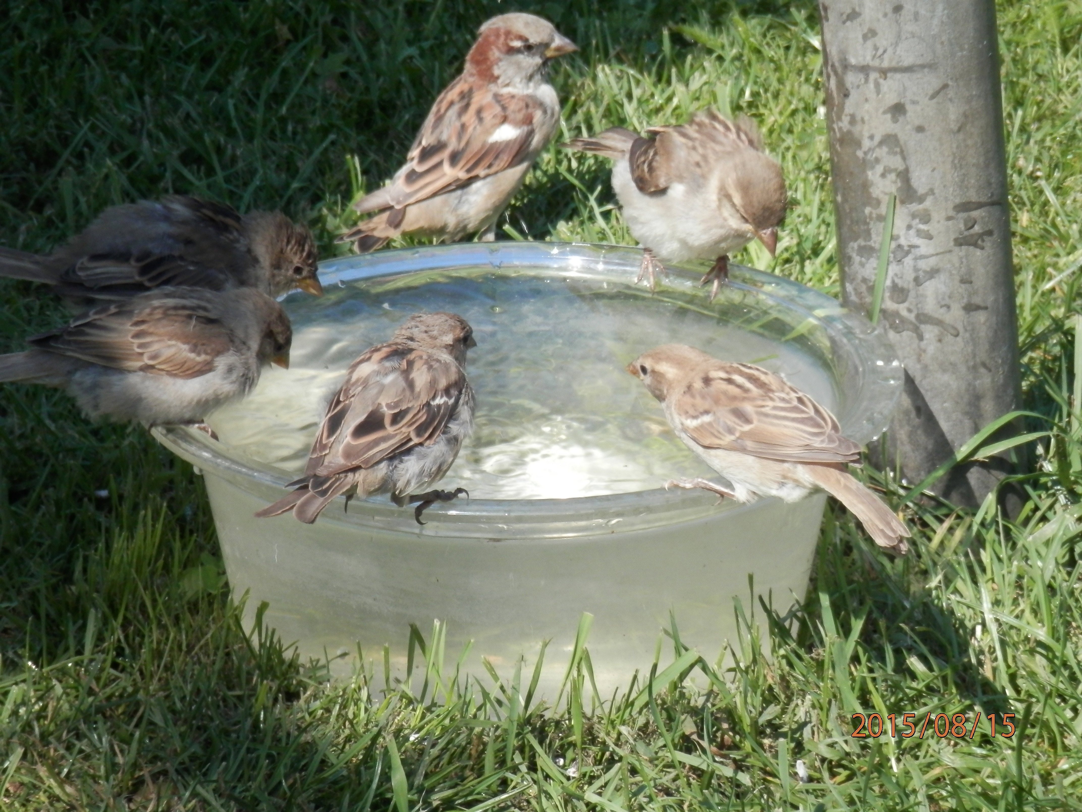 poidełko dla ptaków