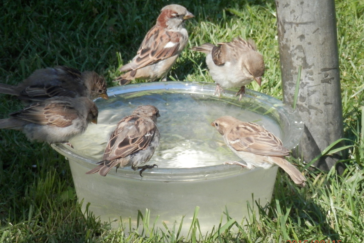 poidełko dla ptaków