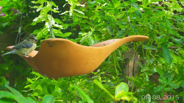 Poidelko dla ptaszków - w tym roku zdalo egzamin na medal - najwięcej korzystaly i nadal korzystają sikorki.