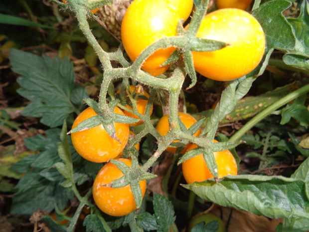 Pomidorki smakują wybornie.