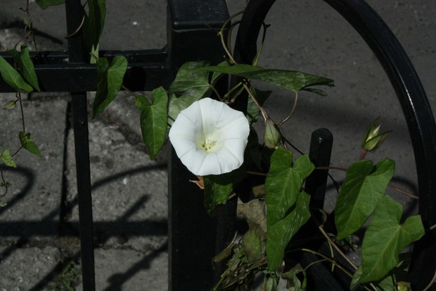 Powój zasiał się sam, a i tak wygląda ciekawie