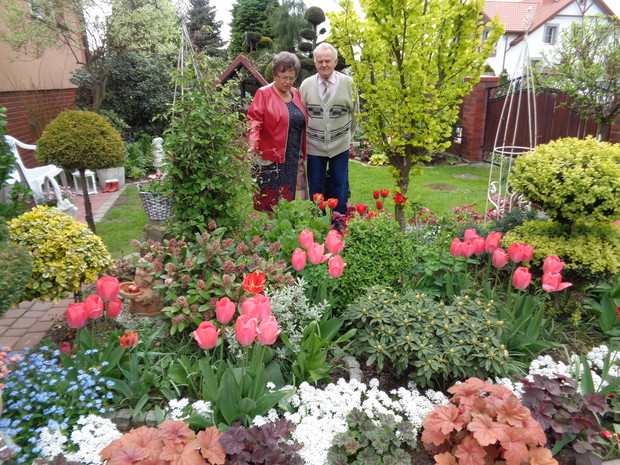 Rodzice zawsze zapraszają do naszego ogrodu już od wczesnej wiosny tulipanowej :)