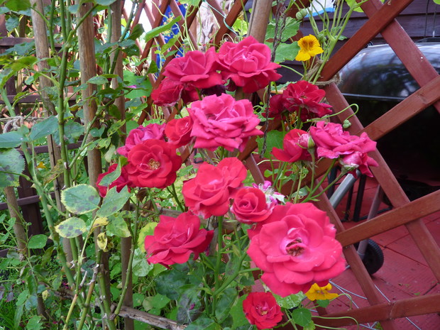 Róża pnąca kwitnie przepięknie od połowy czerwca do końca lipca. 