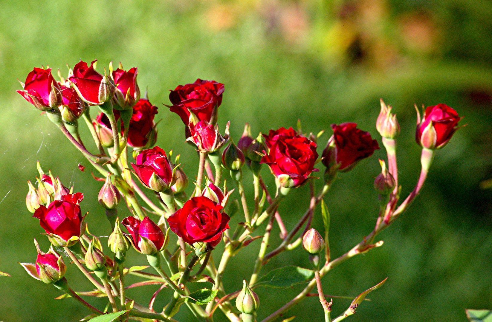 Róża pnąca (zdj.: Fotolia.com)