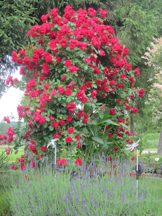 Róża w towarzystwie lawendy