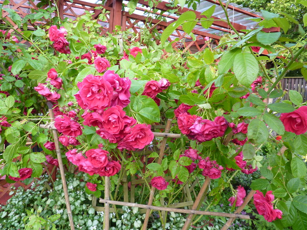 Róże pnące. 