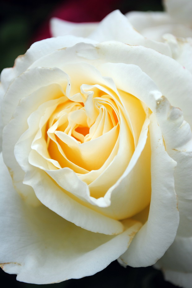 Róże przy balkonie